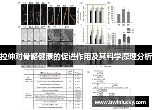 拉伸对骨骼健康的促进作用及其科学原理分析